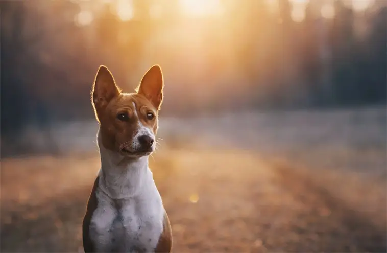 Basenji – Hunden som inte kan skälla