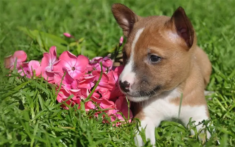 Basenji – Hunden som inte kan skälla