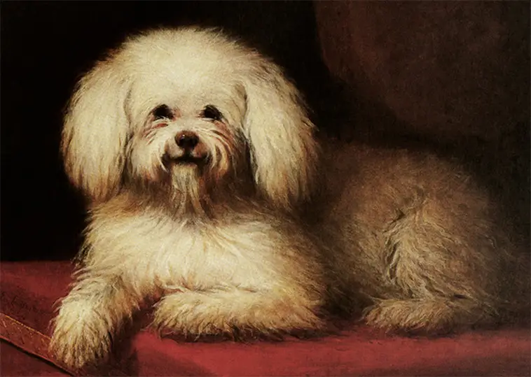Bichon Frisé – den fluffiga lilla vännen med ett kungligt förflutet