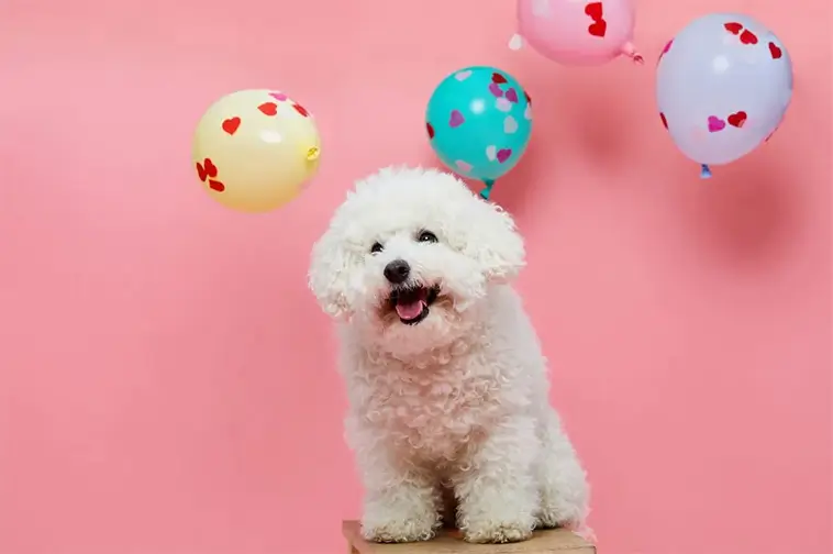 Bichon Frisé – den fluffiga lilla vännen med ett kungligt förflutet