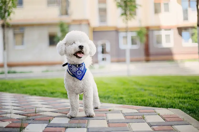 Bichon Frisé – den fluffiga lilla vännen med ett kungligt förflutet
