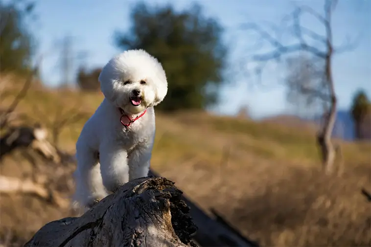 Bichon Frisé – den fluffiga lilla vännen med ett kungligt förflutet