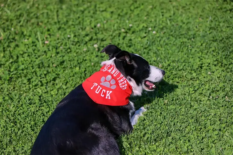 Hund räddar skolgård från gåsbajs – Border Collie har blivit hela skolans hjälte