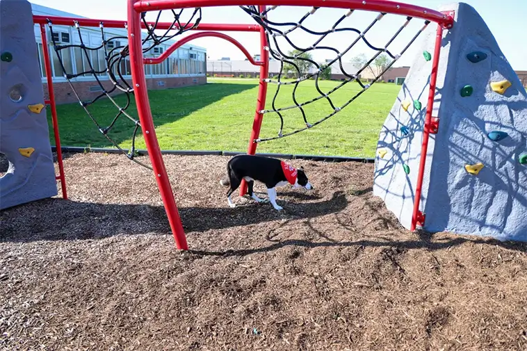 Hund räddar skolgård från gåsbajs – Border Collie har blivit hela skolans hjälte