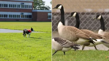 Hund räddar skolgård från gåsbajs – Border Collie har blivit hela skolans hjälte