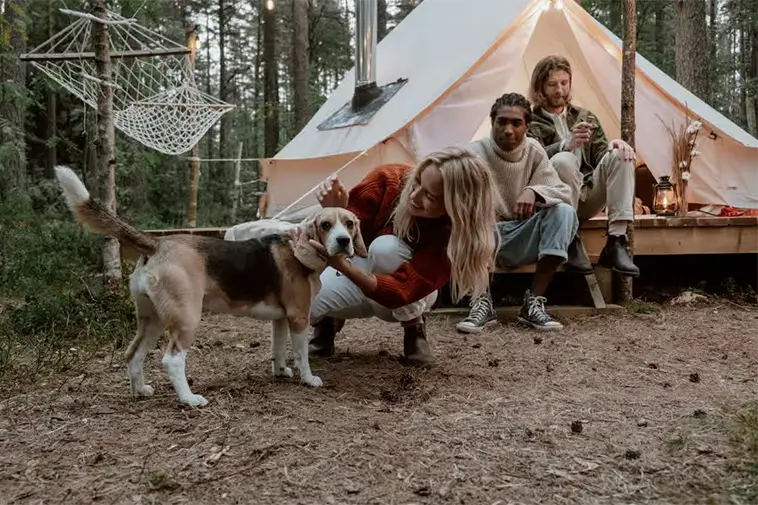 Älskar du natur och hundar? Här är 15 raser som gör sig bäst på camping: Beagle