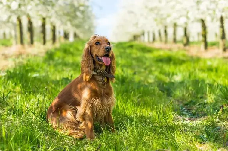 Älskar du natur och hundar? Här är 15 raser som gör sig bäst på camping: Cocker Spaniel