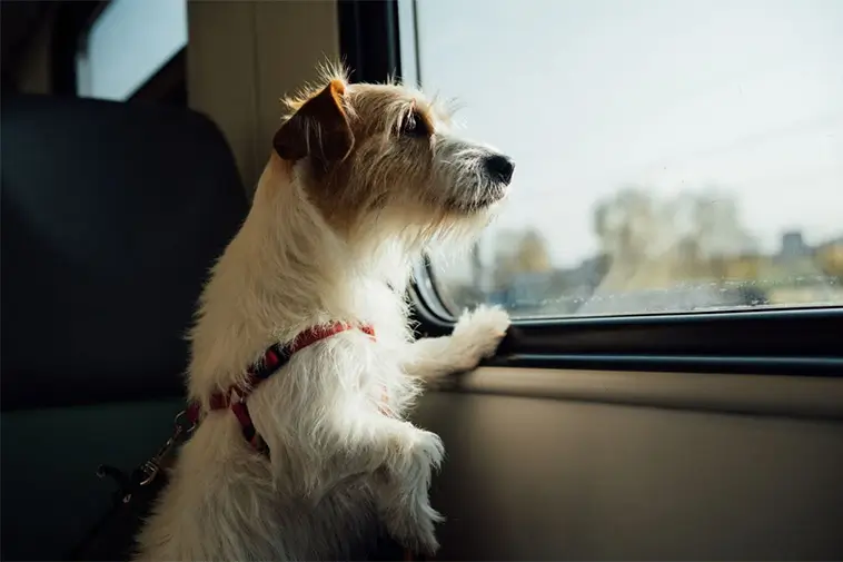 Älskar du natur och hundar? Här är 15 raser som gör sig bäst på camping: Jack Russell Terrier