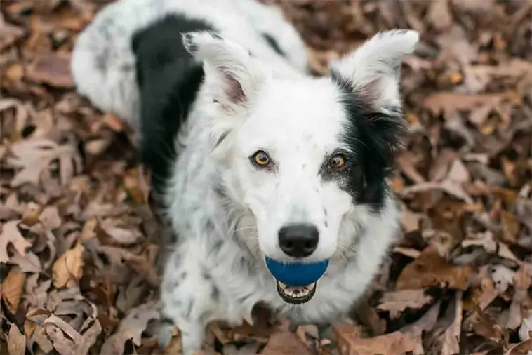 Chaser – Världens smartaste hund som förändrade forskningen för alltid