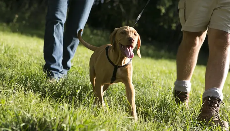 Chef på Jordbruksverket i blåsväder efter att ha brutit mot hundlag