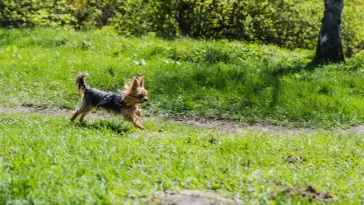 Chef på Jordbruksverket i blåsväder efter att ha brutit mot hundlag
