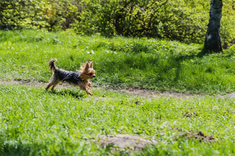 Chef på Jordbruksverket i blåsväder efter att ha brutit mot hundlag