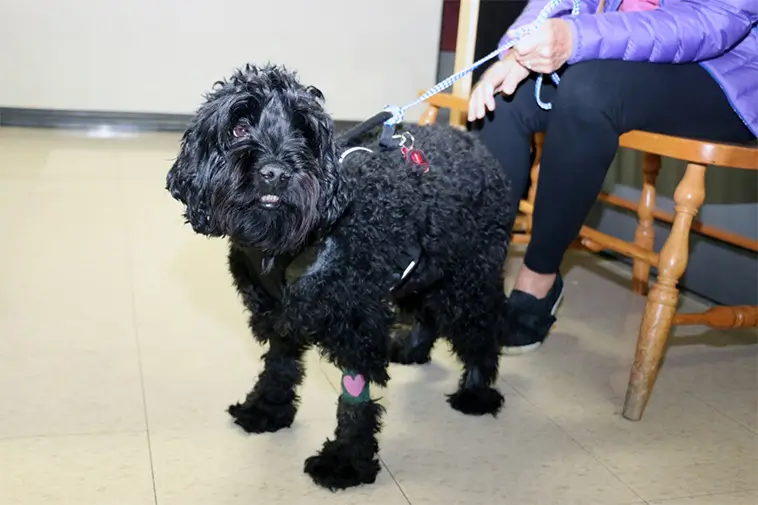Veterinärens varning: Populära hundrasen kan medföra oväntade hälsoproblem