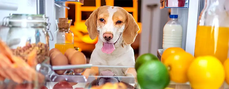 Veterinärernas varning: Den här frukten kan döda din hund – lika farlig som choklad