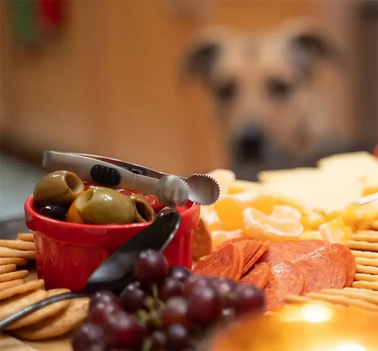 Veterinärernas varning: Den här frukten kan döda din hund – lika farlig som choklad