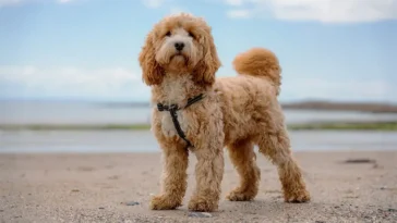 Funderar du på en "designerhund"? Då kan den här nya studien få dig att tänka om
