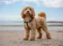 Funderar du på en "designerhund"? Då kan den här nya studien få dig att tänka om