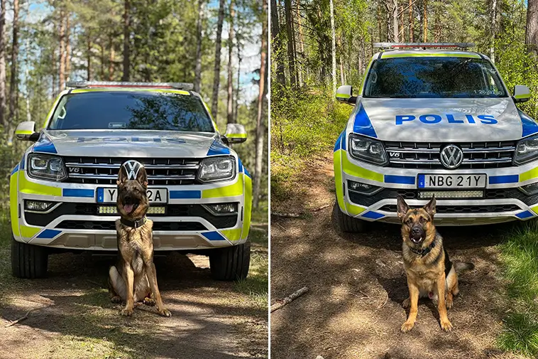 Fler patrullhundar i tjänst – förstärkning i Gävleborg