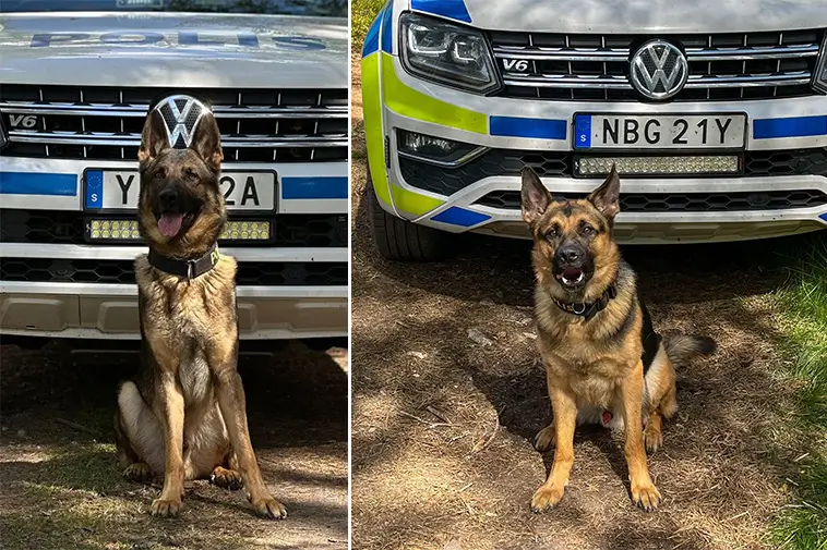 Fler patrullhundar i tjänst – förstärkning i Gävleborg
