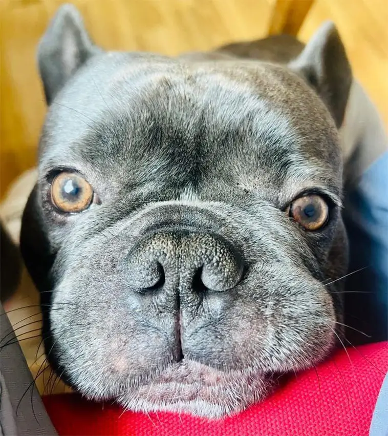 Stor uppslutning i Alingsås – jakten på försvunna hunden Prins fortsätter: "Vi ger oss inte"