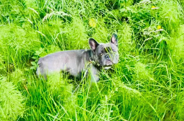 Stor uppslutning i Alingsås – jakten på försvunna hunden Prins fortsätter: "Vi ger oss inte"