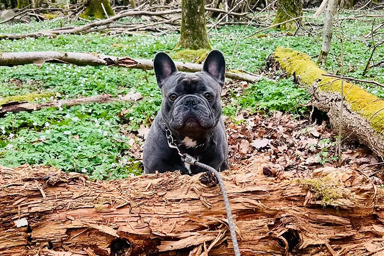 Stor uppslutning i Alingsås – jakten på försvunna hunden Prins fortsätter: "Vi ger oss inte"