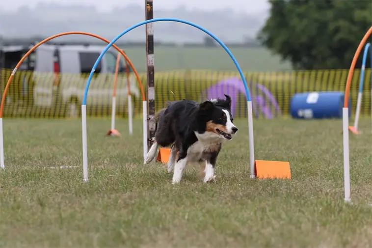 Ny hundsport får grönt ljus – Hoopers blir officiell gren inom SKK
