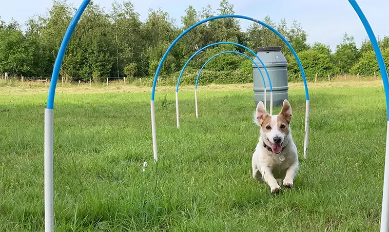 Ny hundsport får grönt ljus – Hoopers blir officiell gren inom SKK