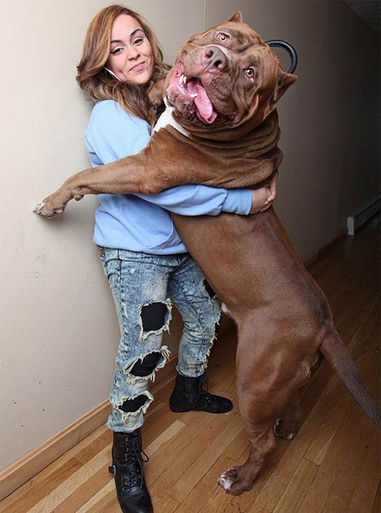 Hulk – Världens största Pitbull som trotsar alla fördomar om rasen