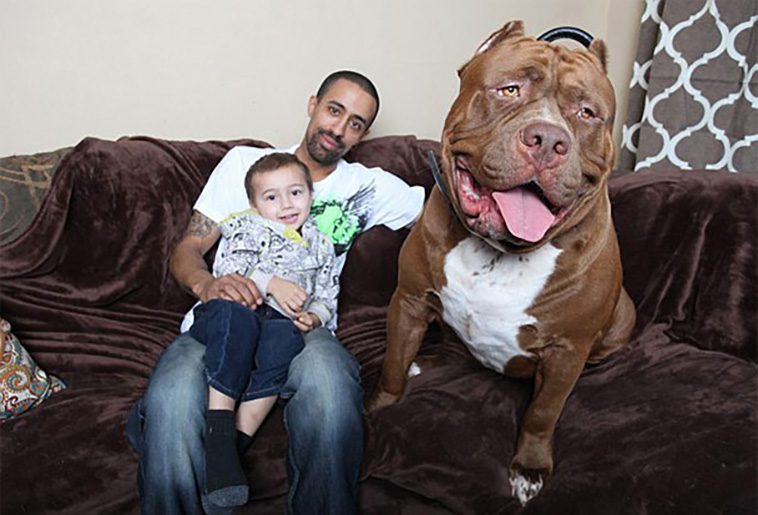 Hulk – Världens största Pitbull som trotsar alla fördomar om rasen