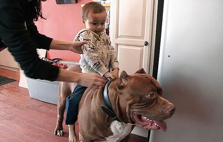 Hulk – Världens största Pitbull som trotsar alla fördomar om rasen