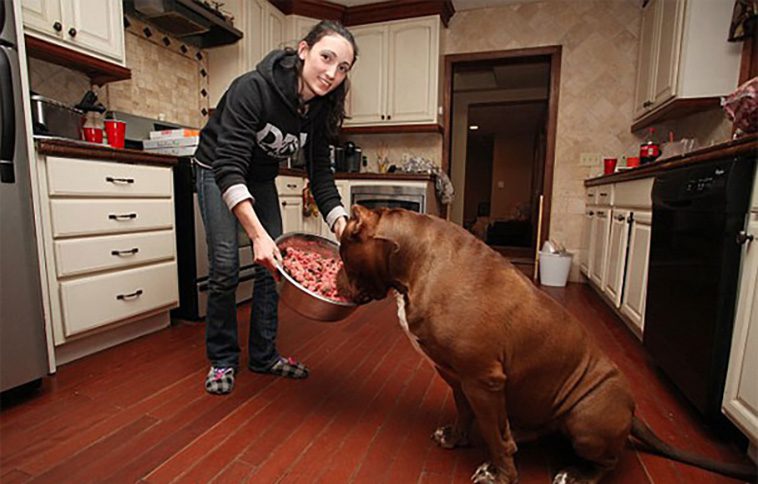 Hulk – Världens största Pitbull som trotsar alla fördomar om rasen