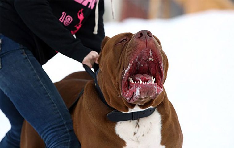 Hulk – Världens största Pitbull som trotsar alla fördomar om rasen