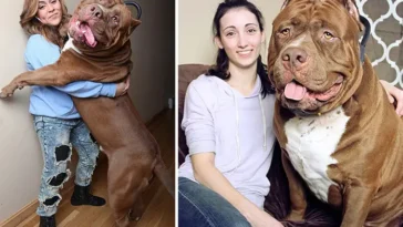 Hulk – Världens största Pitbull som trotsar alla fördomar om rasen