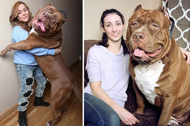 Hulk – Världens största Pitbull som trotsar alla fördomar om rasen