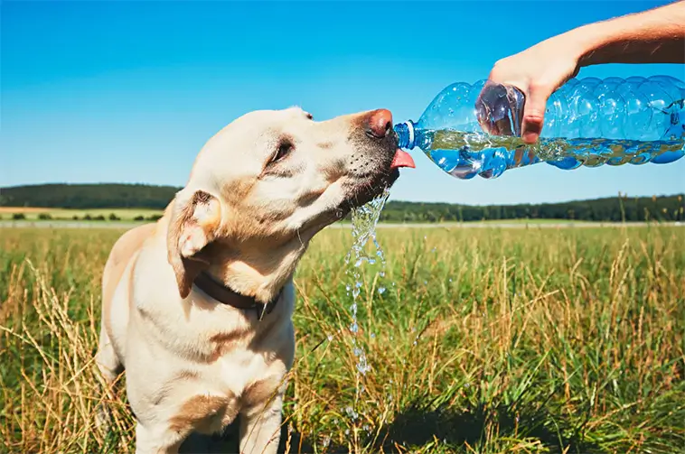 Så vet du om din hund är farligt uttorkad – veterinärens 4 varningssignaler