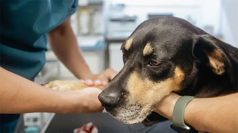 Så vet du om din hund är farligt uttorkad – veterinärens 4 varningssignaler