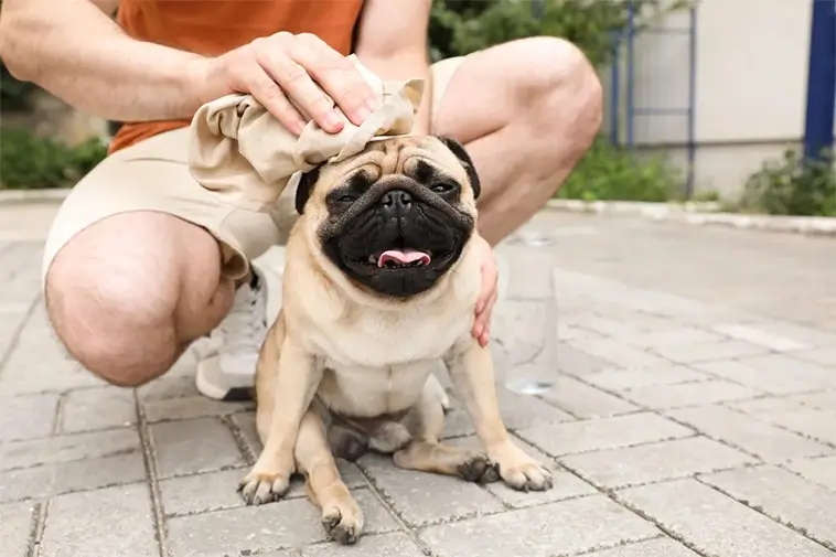Så vet du om din hund är farligt uttorkat – veterinärens 4 varningssignaler