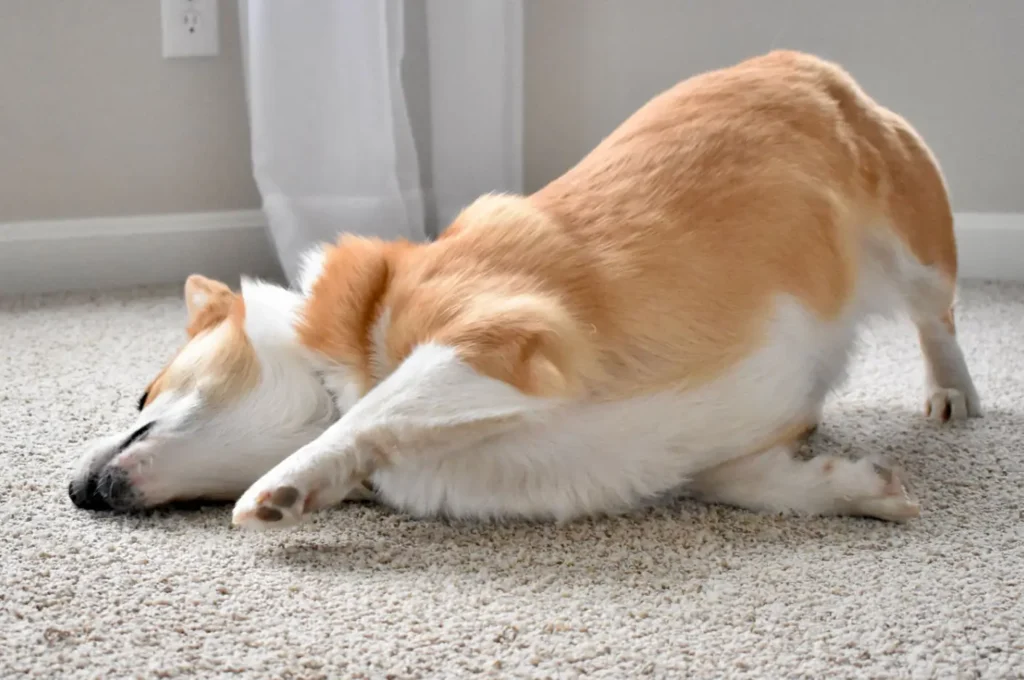 Visste du att din hund berättar något sött när den rullar på golvet?