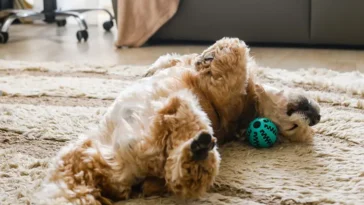 Visste du att din hund berättar något sött när den rullar på golvet?