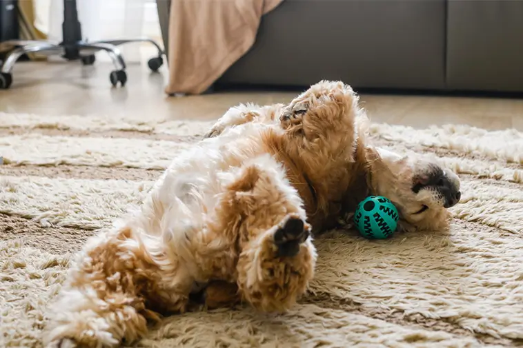 Visste du att din hund berättar något sött när den rullar på golvet?