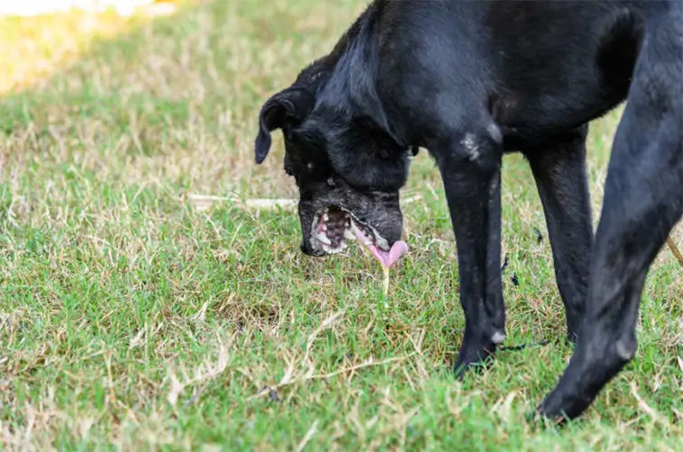 När skakningar hos hunden kan vara farliga – vad du behöver veta