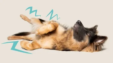 När skakningar hos hunden kan vara farliga – vad du behöver veta