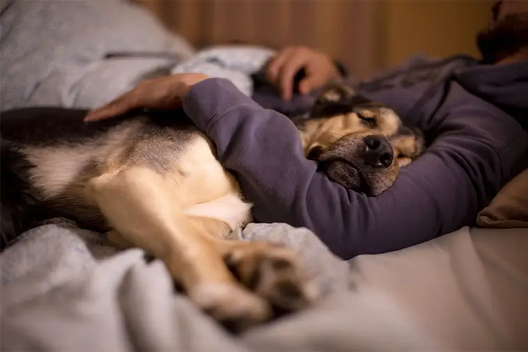 Därför vill din hund sova i din säng – och det handlar inte om bekvämlighet
