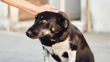 Så säger hunden nej till att bli klappad – signalerna du inte får missa