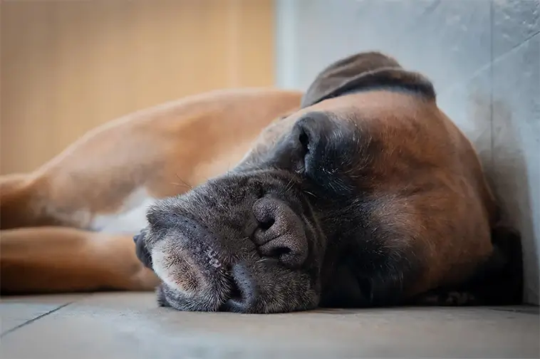 Drömmer din hund om dig? Forskare tror åtminstone det