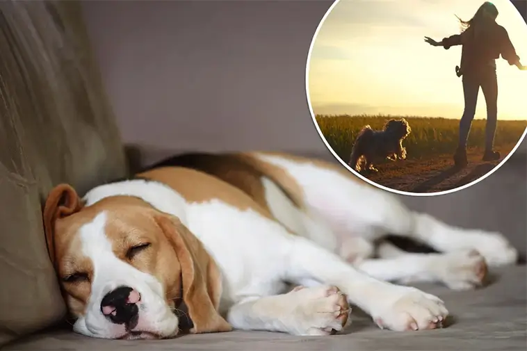Drömmer din hund om dig? Forskare tror åtminstone det