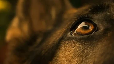 Finskt, spanskt eller svenskt? Din hund hör skillnaden visar ny studie