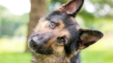 Hundars bedårande huvudlutning tjänar faktiskt ett syfte