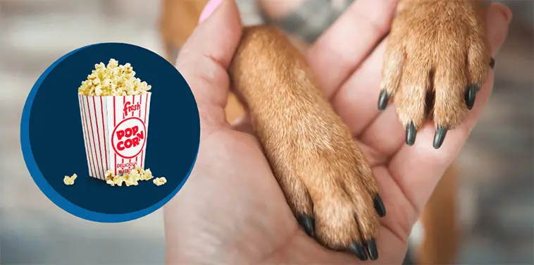 Varför luktar hundars tassar popcorn? – Hemligheten bakom den mysiga doften